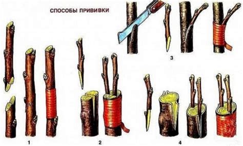 Поиск подходящей подвоющей формы для прививки колоновидной яблони