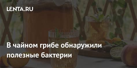 Полезные вещества в чайном грибе