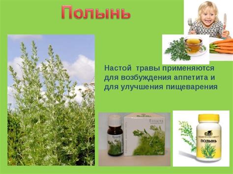 Полезные растения и травы для улучшения пищеварения