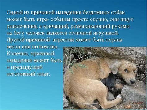 Полезные свойства вылизывания ноги хозяина