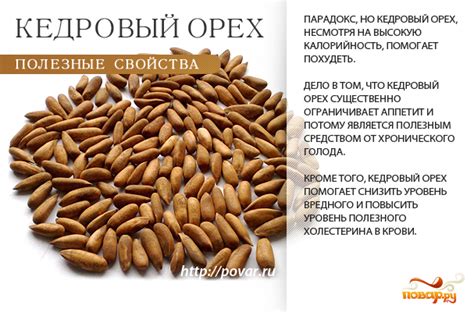 Полезные свойства и применение кедровых орехов в скорлупе
