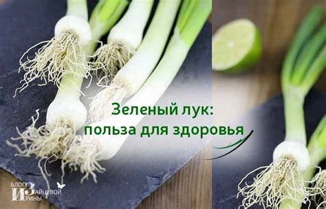 Полезные свойства лука зеленого в оливье