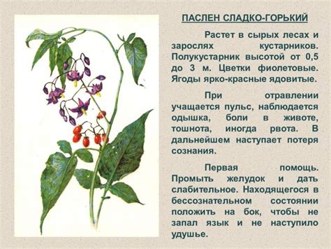 Полезные свойства паслена сладко-горького: от антиоксидантов до кардиопрофилактики