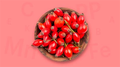 Полезные свойства шиповника для здоровья