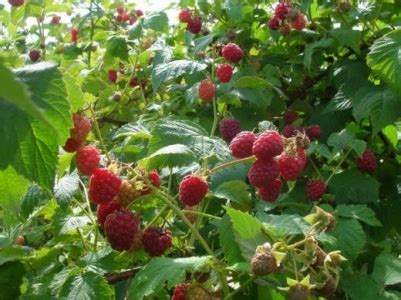 Полезные советы по осеннему увлажнению малины: