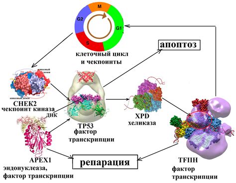 Полиморфизм ДНК