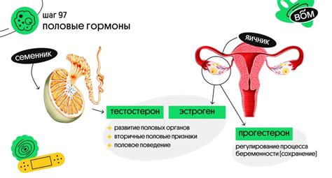 Половые гормоны: допамин