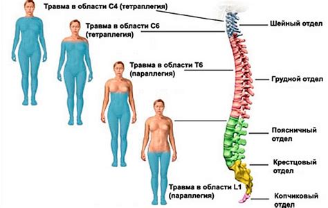 Положительное воздействие на позвоночник