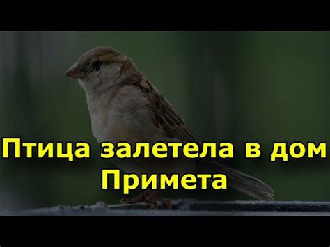 Положительное значение приметы, если птица села на руку