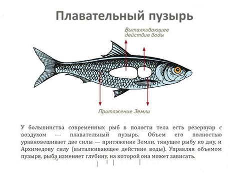 Получение точной информации о глубине и активности рыбы