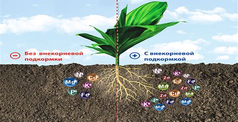 Польза натурального органического удобрения для внутренних растений
