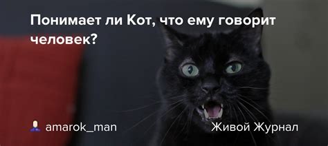 Понимает ли кот наказание