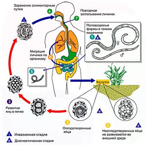 Понимание цикла развития блох и их влияние на здоровье кошек