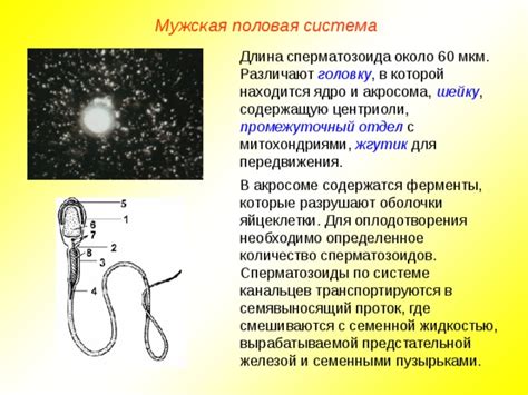 Понятие нарушений в акросоме