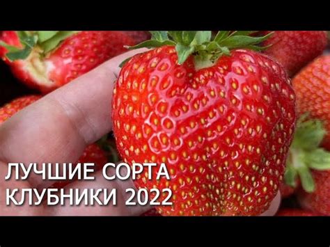 Популярные сорта клубники для соседнего размещения