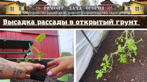 Посадка рассады арбузов в открытый грунт