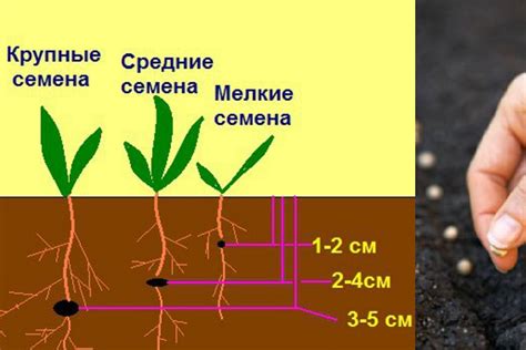 Посев семян: правильная технология