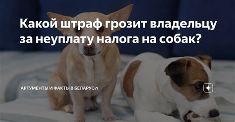 Последствия неуплаты налога на собак в Беларуси