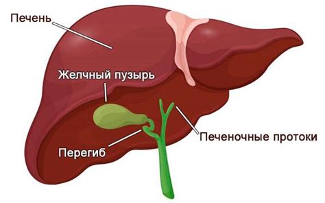 Последствия отсутствия желчного пузыря