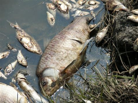 Последствия употребления загрязненной воды