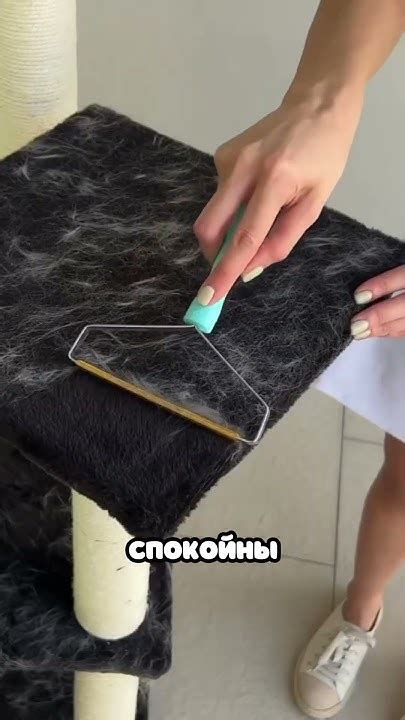 Постепенное выполнение процесса осуществления гигиены короткой шерсти домашнего питомца