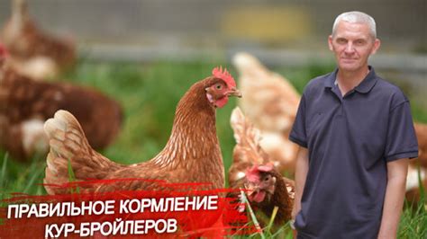 Потенциальные риски при кормлении ростками кур