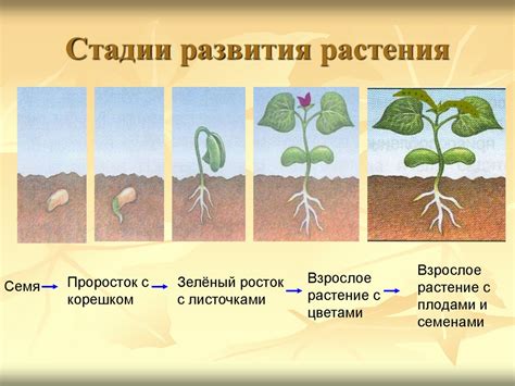 Потенциал роста и развития