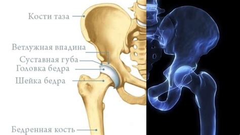 Почему болят кости таза