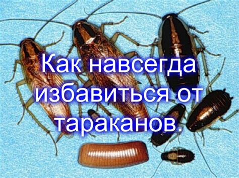 Почему важно избавиться от данного вида