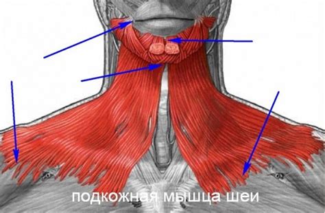 Почему возникает напряженная мышца шеи слева