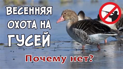 Почему выпуск гусей