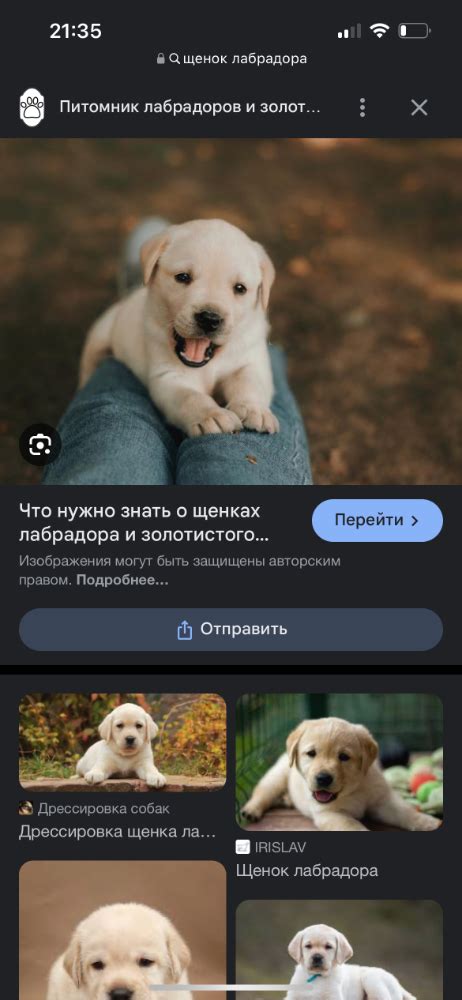Почему выращивание собаки