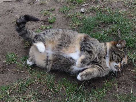 Почему коты катаются