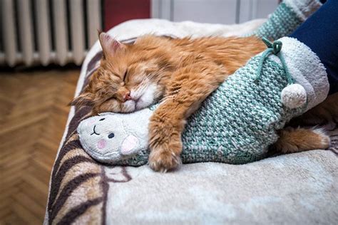 Почему кошка спит