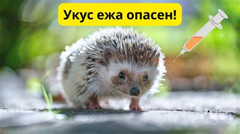 Почему необходимо делать прививку после укуса ежа