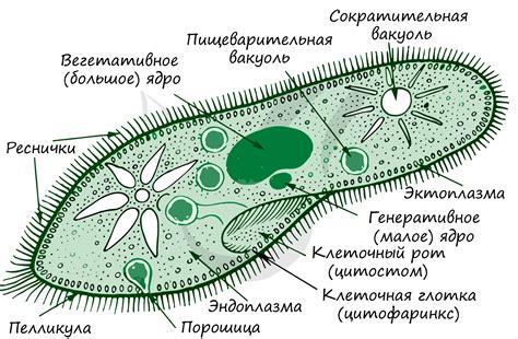 Почему процесс отошествия воды не всегда происходит молниеносно