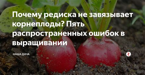 Почему редиска не формирует корнеплод