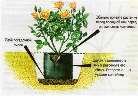Почему розы не растут в высоту