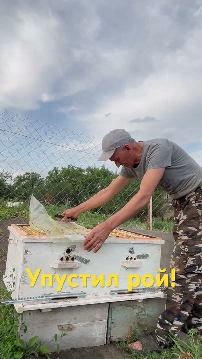 Почему рой улетел