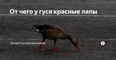 Почему у гуся красные лапы