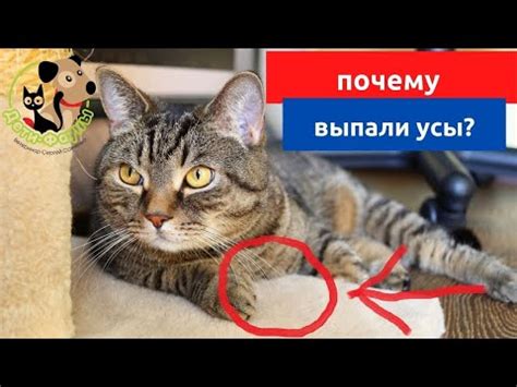 Почему у котов выпадают усы: возможные причины