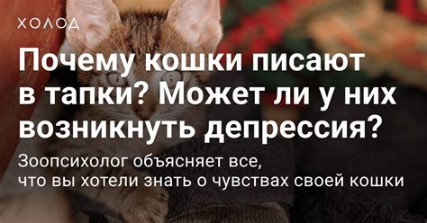 Почему у кошки может возникнуть нежелание покинуть свое "последование"