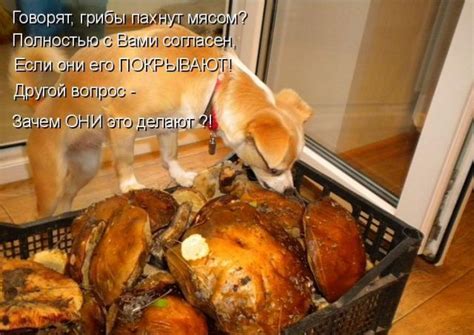 Почему хрячье мясо пахнет