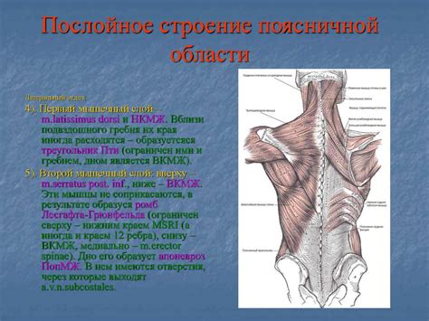 Поясничная область и сидение