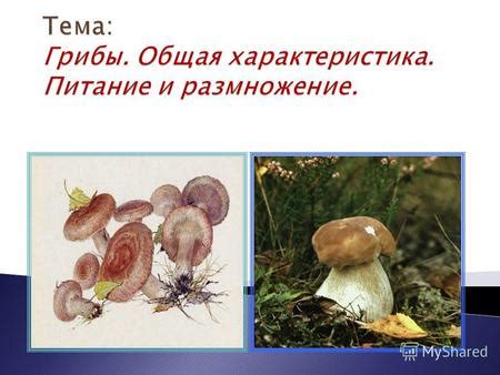 По виду и строению