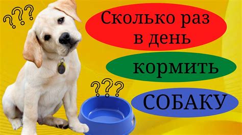 Правила кормления собак