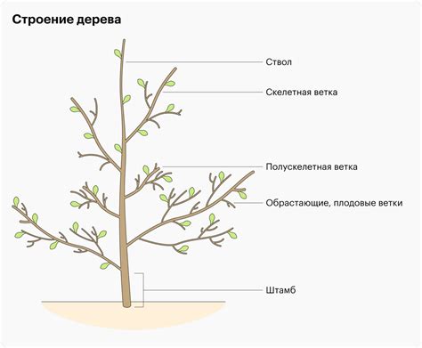 Правила обрезки влажных растений