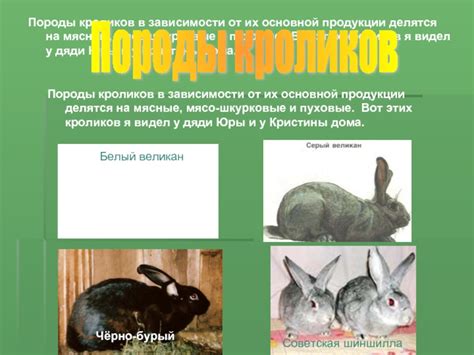Правила питания кроликов в зависимости от их возраста и состояния