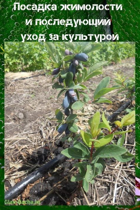 Правила посадки кустарника жимолости