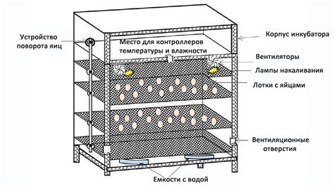 Правильная установка и размещение яиц в инкубаторе